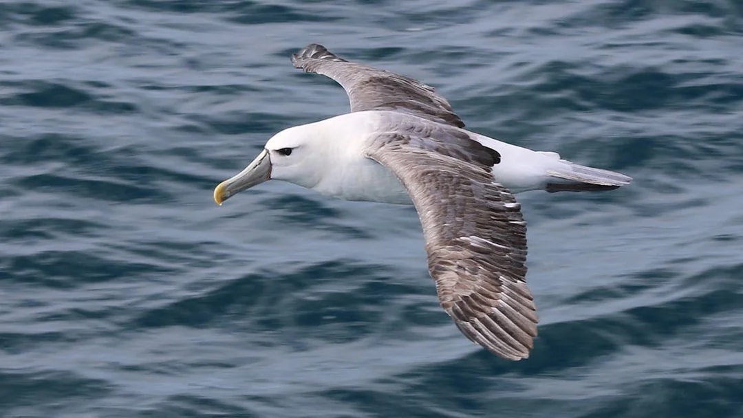 Albatross flying over ocean during Wilsons Prom Whale Adventure Cruise.