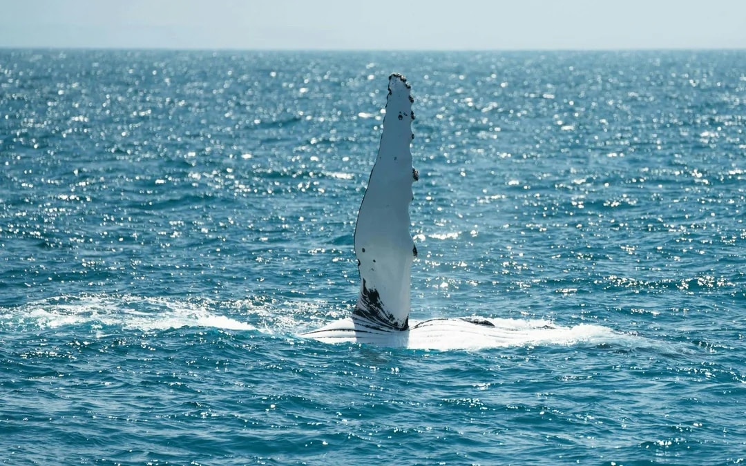 Wilsons Prom Whale Adventure Cruise with Lunch Image 7