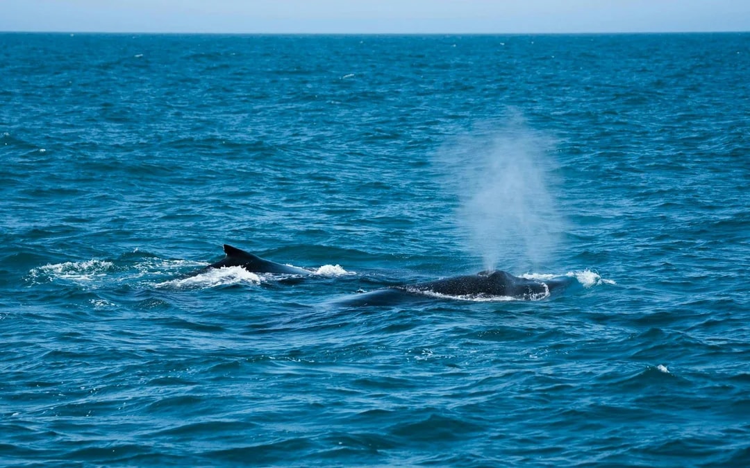 Wilsons Prom Whale Adventure Cruise with Lunch Image 8