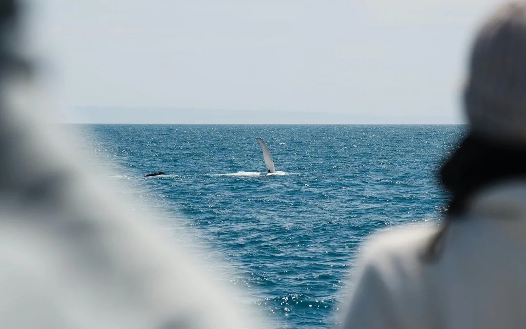 Wilsons Prom Whale Adventure Cruise with Lunch Image 9