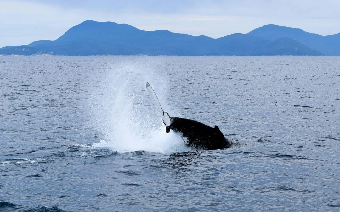 Wilsons Prom Whale Adventure Cruise with Lunch Image 10
