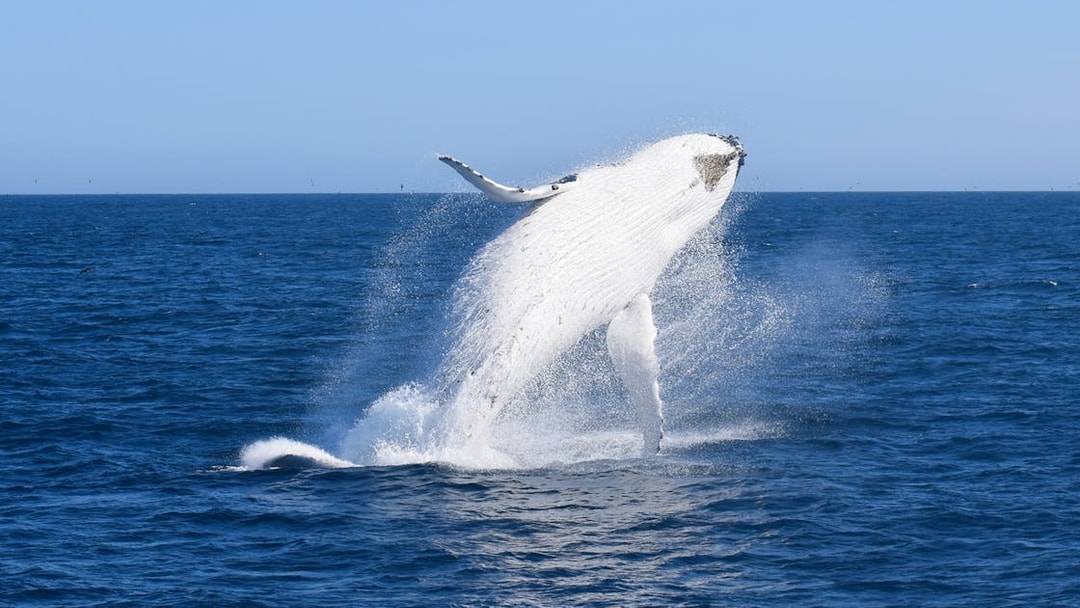 Whale breaching in the ocean during Wilsons Prom Whale Adventure Cruise.