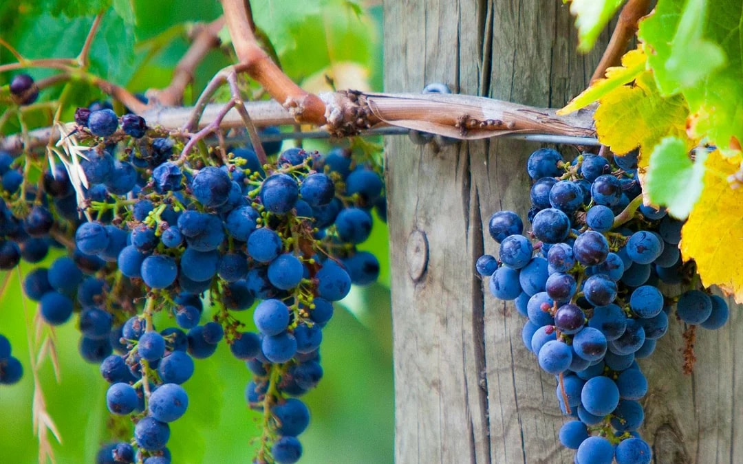 From Melbourne: [All Inclusive] Wine, Cheese, & Chocolate Tastings with 4 Wineries Visits and Gourmet Lunch Image 9