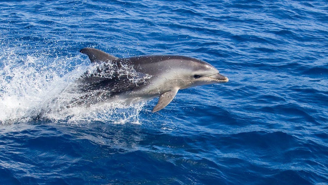 Dolphin leaping from the water during Wineglass Bay Cruises.