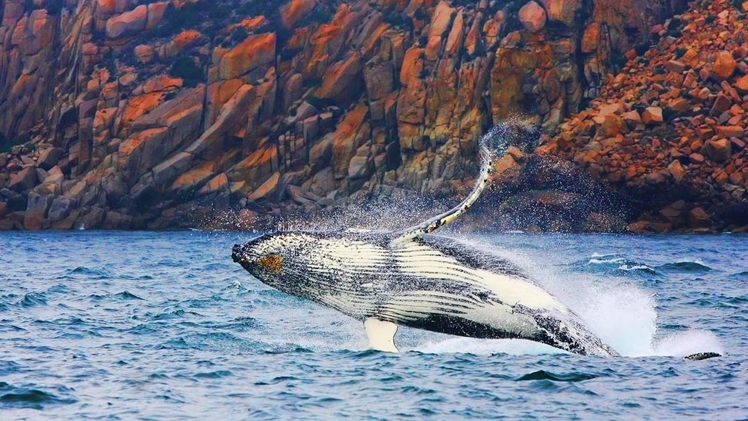 Whale breaching near rocky cliffs on Wineglass Bay cruise.