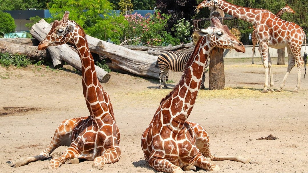 Giraffes and a zebra at Wroclaw Zoo enclosure.