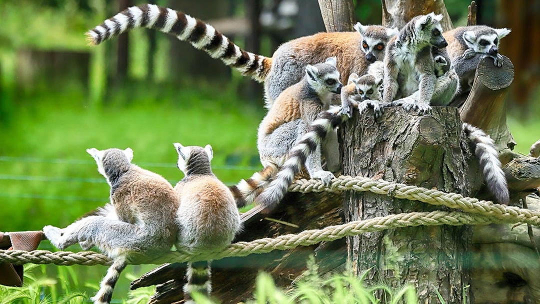 Lemurs perched on branches inside Wroclaw Zoo enclosure.