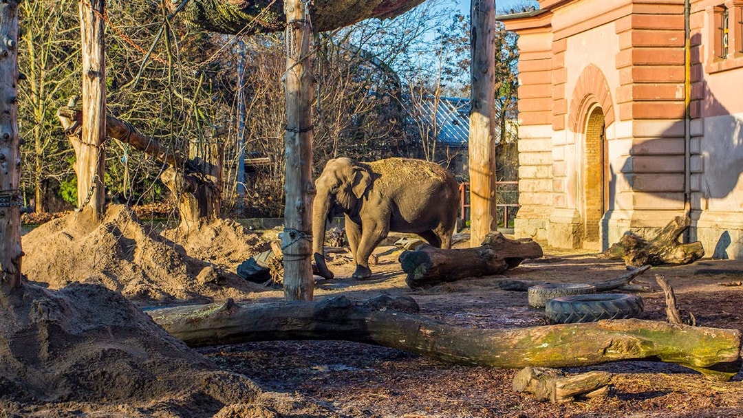 Elephant walking in an outdoor enclosure at Wroclaw Zoo.