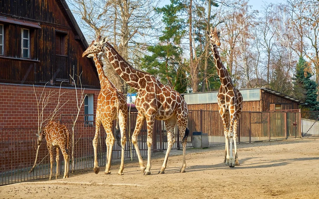 Wroclaw Zoo Skip-the-Line Tickets Image 6