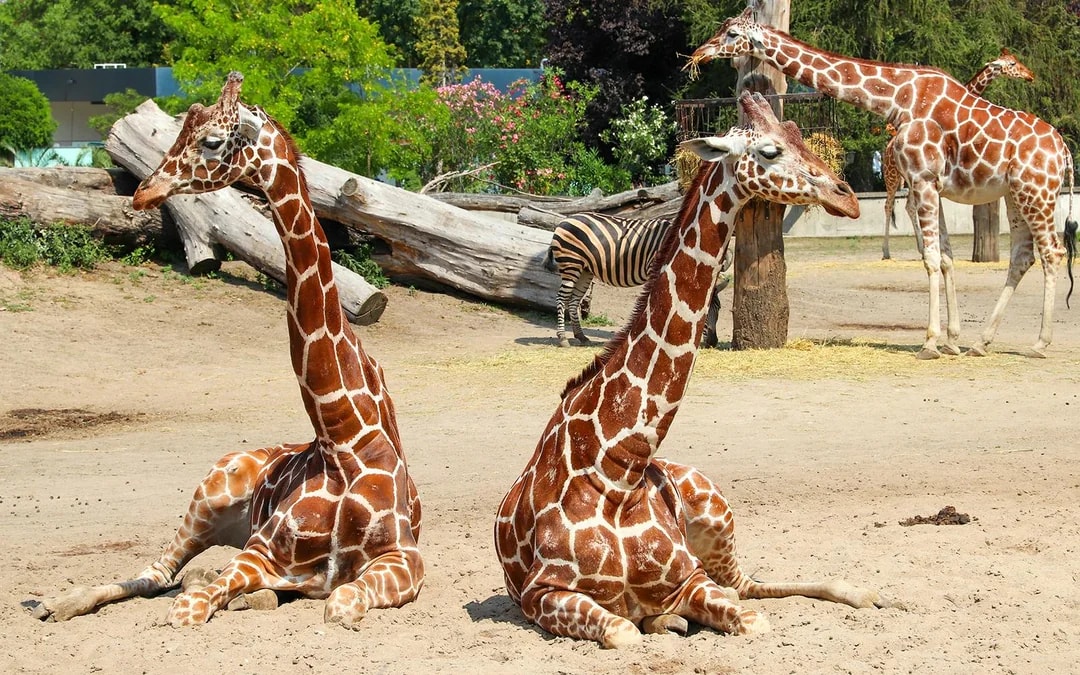 Wroclaw Zoo Skip-the-Line Tickets Image 1