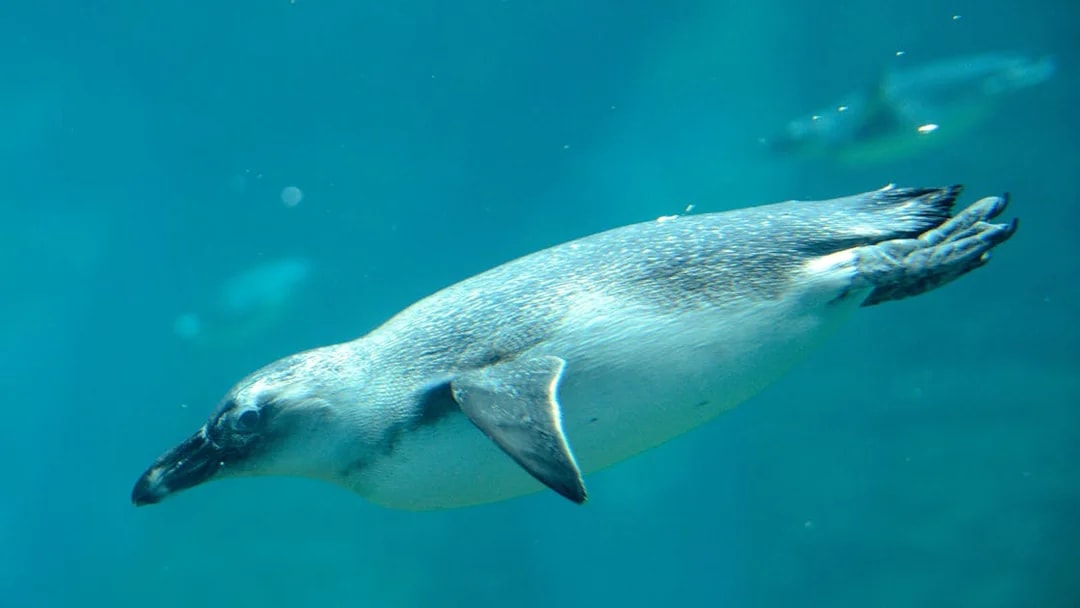 Penguin swimming underwater at Wroclaw Zoo.