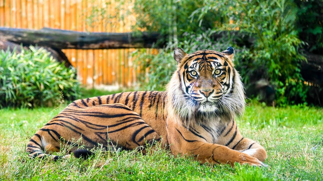 Bengal tiger resting on grass at Wroclaw Zoo.