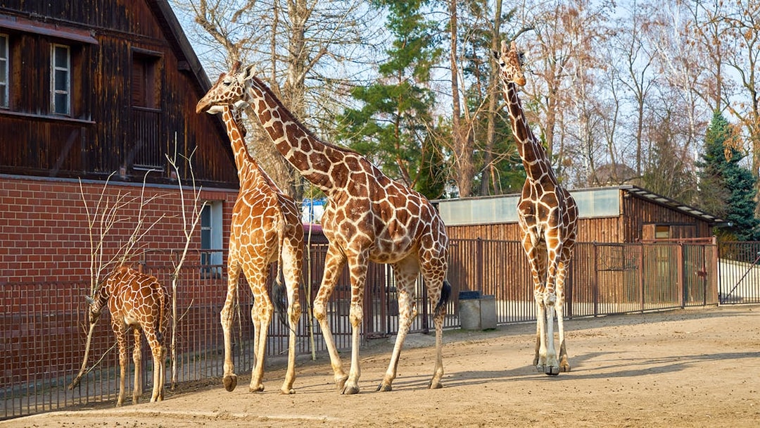 Giraffes walking in an enclosure at Wroclaw Zoo.