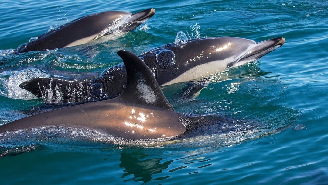X Ride Dolphin and Caves Tour, Albufeira