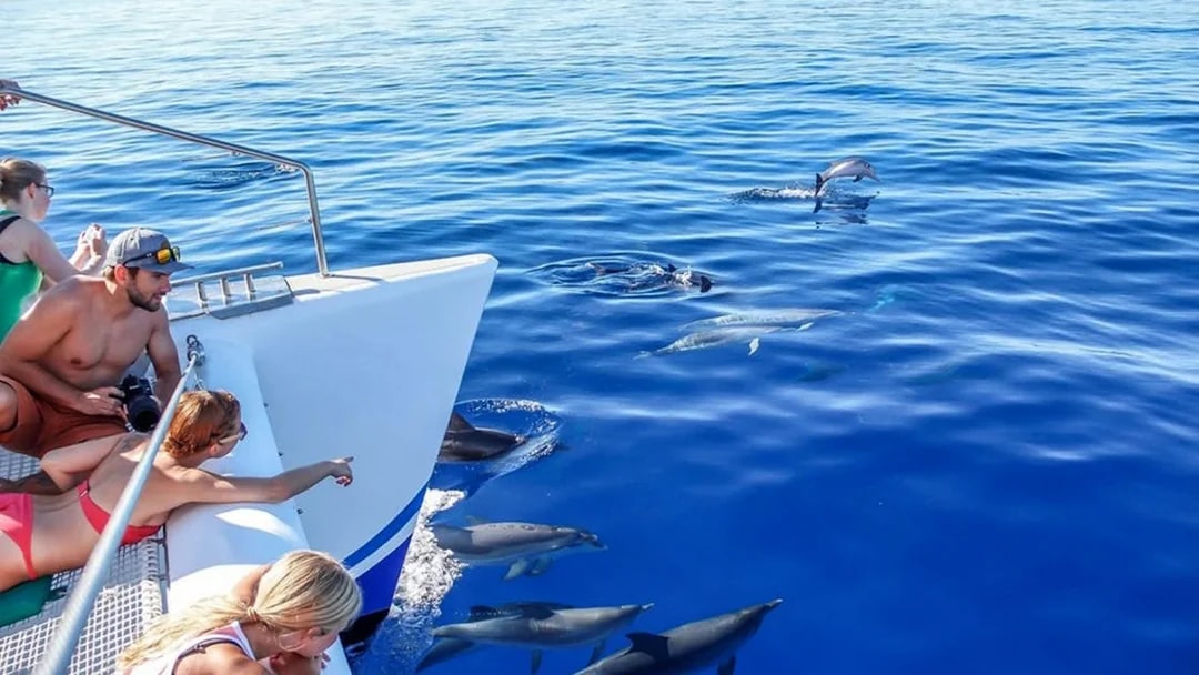 Tourists on a boat watching dolphins in the ocean near Funchal.