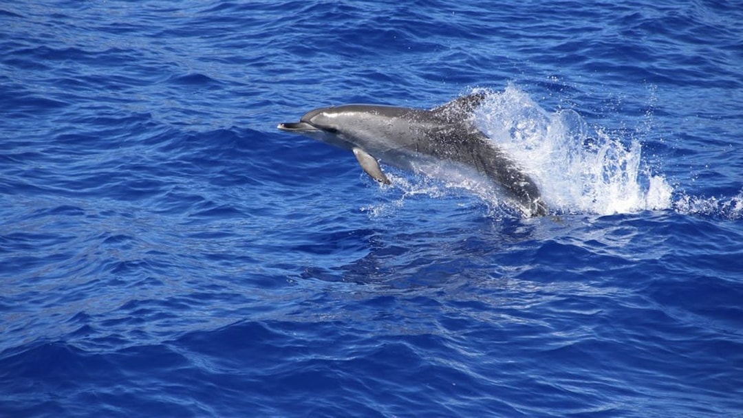 Dolphin leaping from the ocean during Funchal whale and dolphin watching tour.