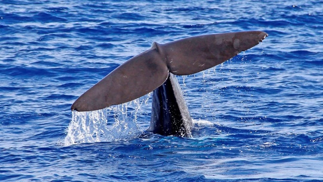 Whale tail emerging from ocean during Funchal bus tour with dolphin watching.