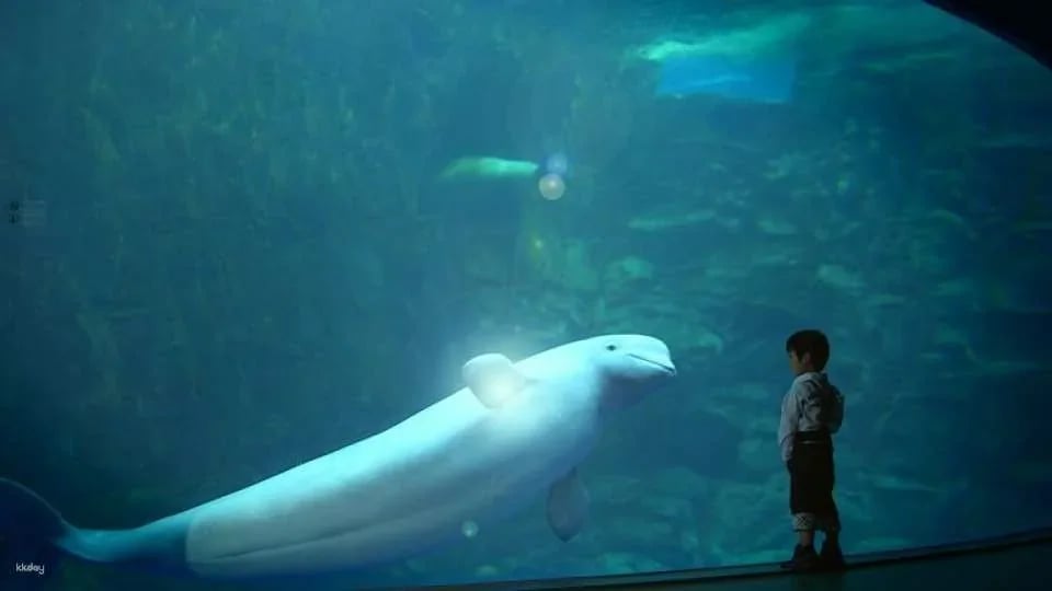 [Yeosu, South Jeolla Province] Hanwha Aqua Planet Admission Ticket (Foreigners Only)