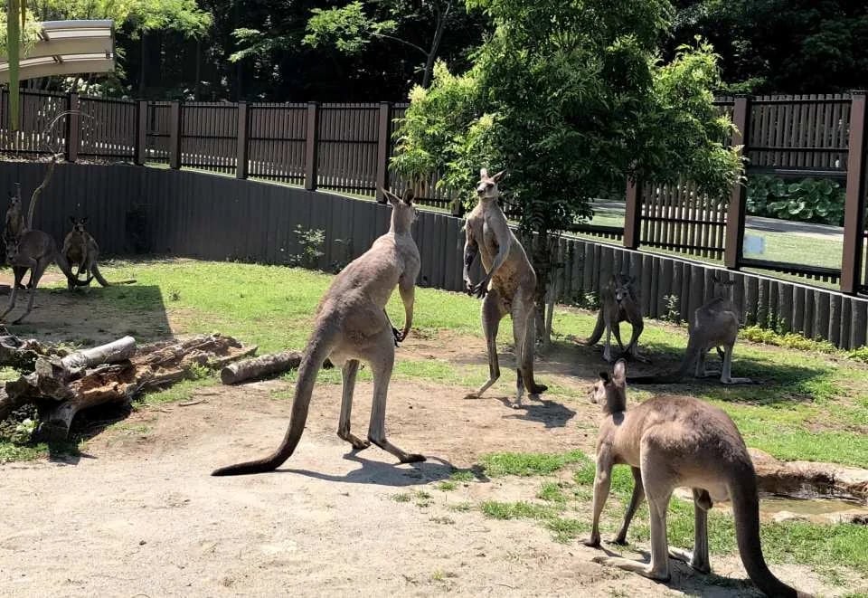 Yokohama Municipal Kanazawa Zoo Admission Ticket (Kanagawa Prefecture)