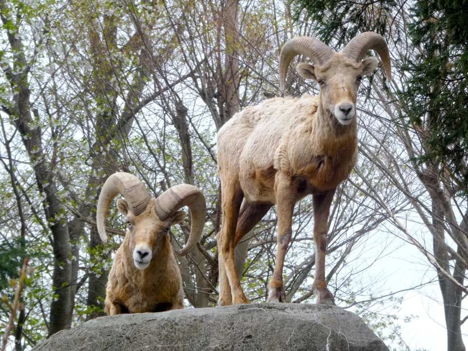 Yokohama Municipal Kanazawa Zoo Admission Ticket (Kanagawa Prefecture)