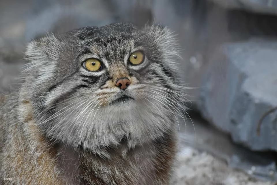 Yokubari "Greedy" Ticket | Includes Asahiyama Zoo Ticket｜Official Retailer | Hokkaido
