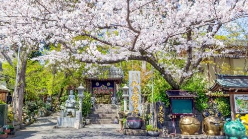 A day trip to Yufuin, Nyoji Temple, Yufuin, Lake Kinrin, and Beppu Hell Hot Springs in Kyushu. Day Tours