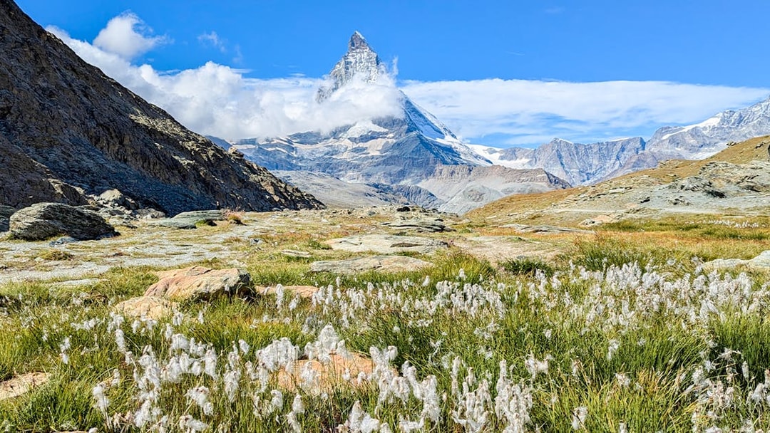 Matterhorn mountain with alpine flowers in foreground, Switzerland.