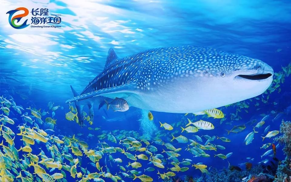 Zhuhai Chimelong Ocean Kingdom Tickets | Exclusive Offer Includes AIRSIM Global Data SIM