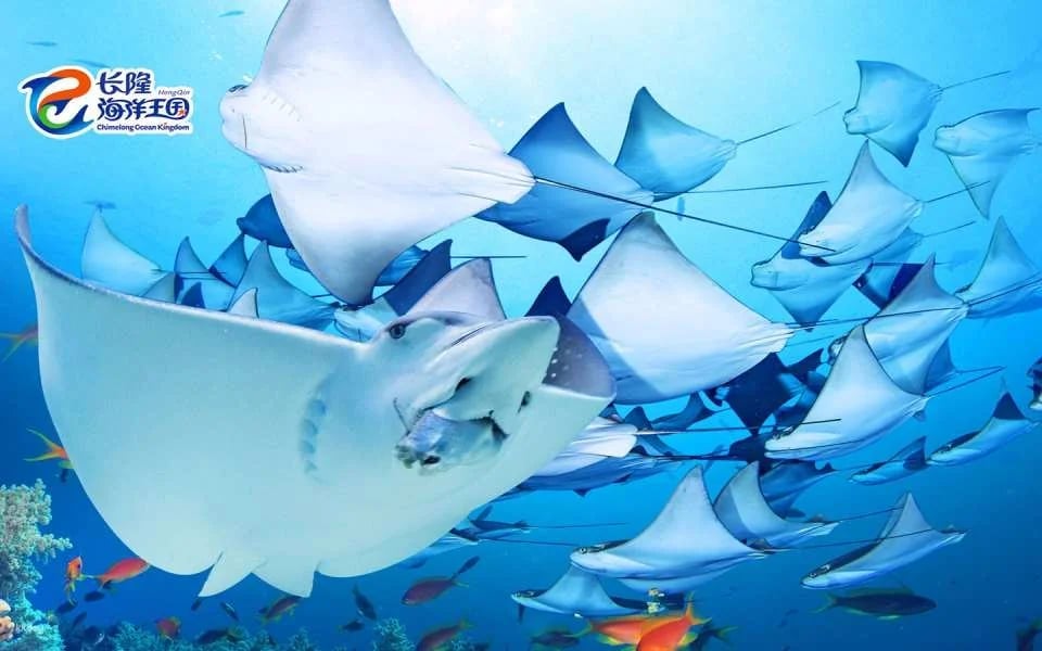 Zhuhai Chimelong Ocean Kingdom Tickets | Exclusive Offer Includes AIRSIM Global Data SIM