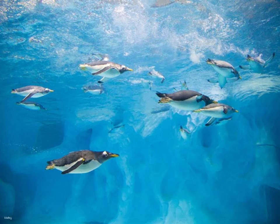 Zhuhai Chimelong Ocean Kingdom Tickets | Exclusive Offer Includes AIRSIM Global Data SIM