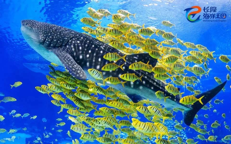 Zhuhai Chimelong Ocean Kingdom Tickets | Exclusive Offer Includes AIRSIM Global Data SIM