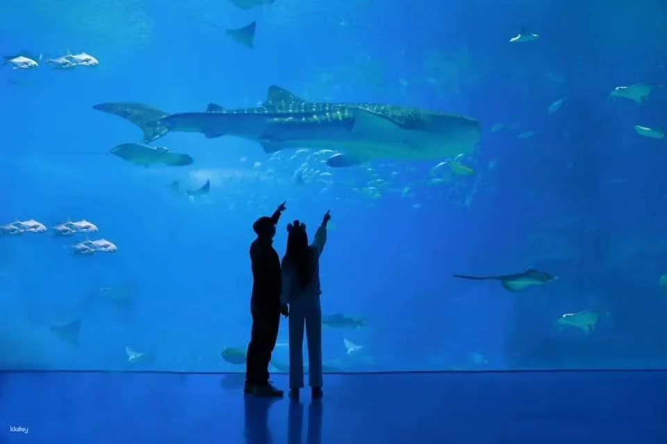 Zhuhai Chimelong Ocean Kingdom Tickets | Exclusive Offer Includes AIRSIM Global Data SIM
