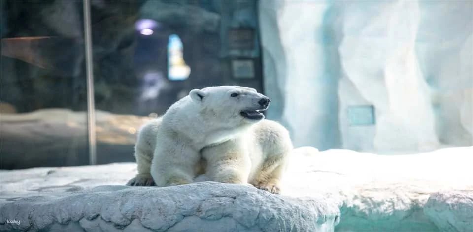 Zhuhai Chimelong Ocean Kingdom Tickets | Exclusive Offer Includes AIRSIM Global Data SIM