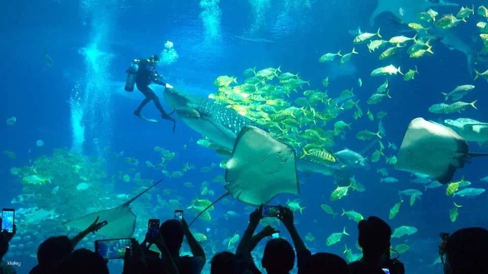 Zhuhai Chimelong Ocean Kingdom Tickets | Exclusive Offer Includes AIRSIM Global Data SIM
