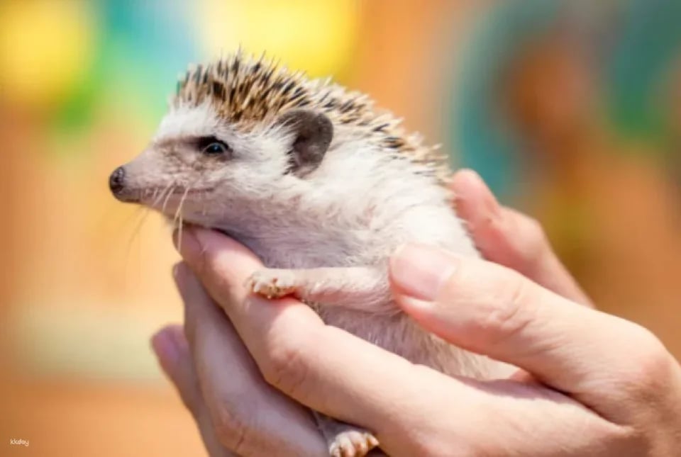 [Zhuhai] Journey to the West Animal City (Zhuhai Impression City Store) Discounted Tickets | Indoor Pet Paradise for Families