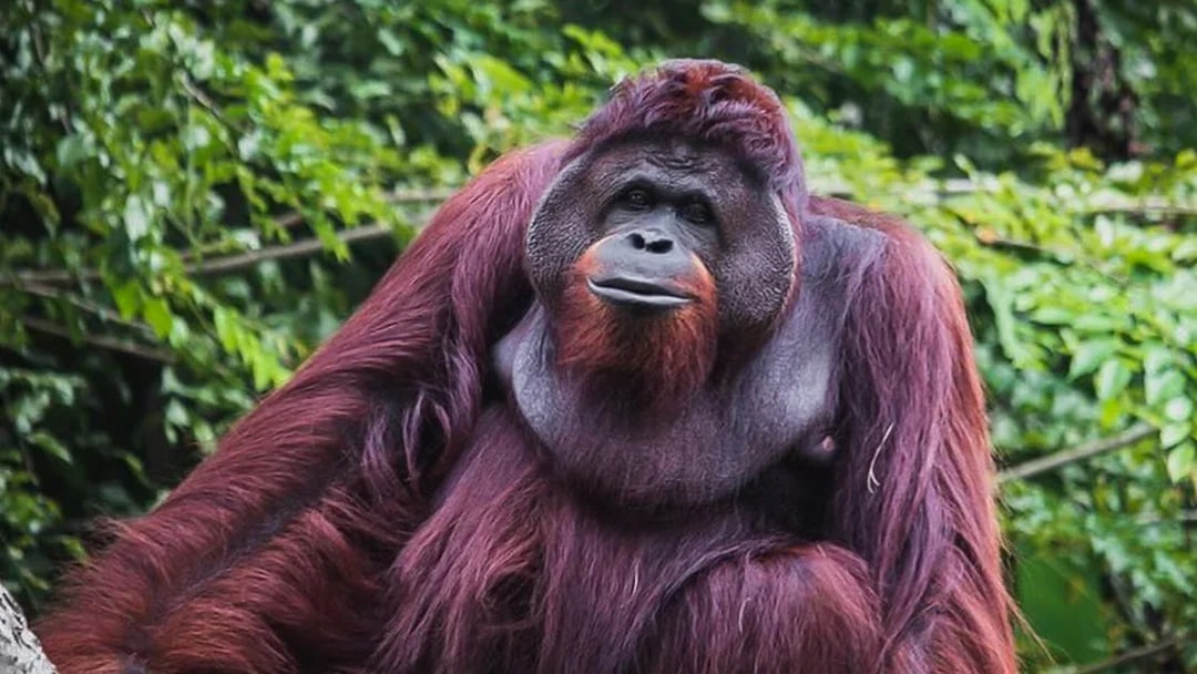 Orangutan at Zoo Melaka surrounded by lush greenery.
