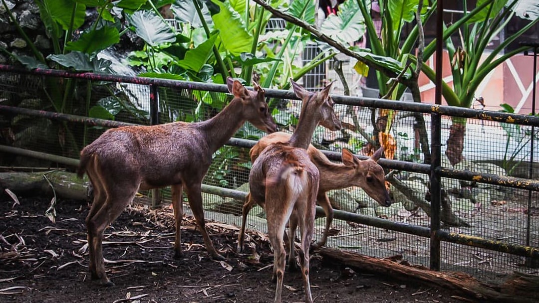 Deer in an enclosure at Zoo Melaka surrounded by lush greenery.