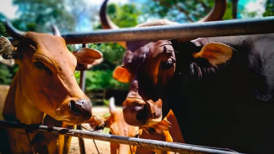 Cattle behind a fence at Zoo Melaka.
