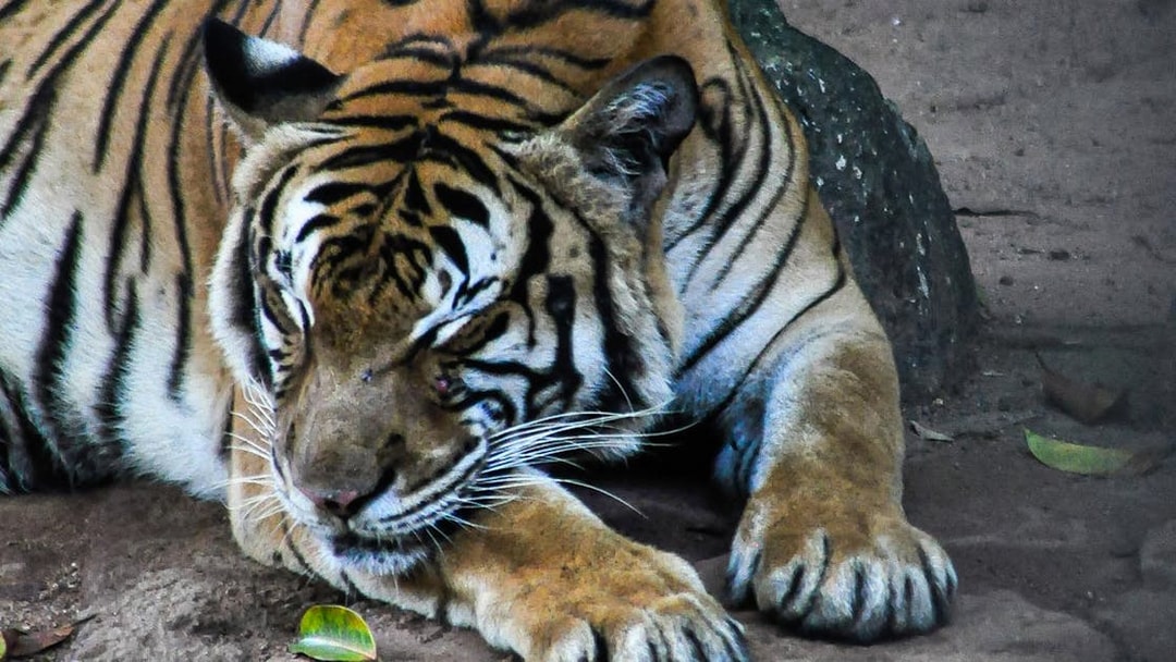 Tiger resting on the ground at Zoo Melaka.