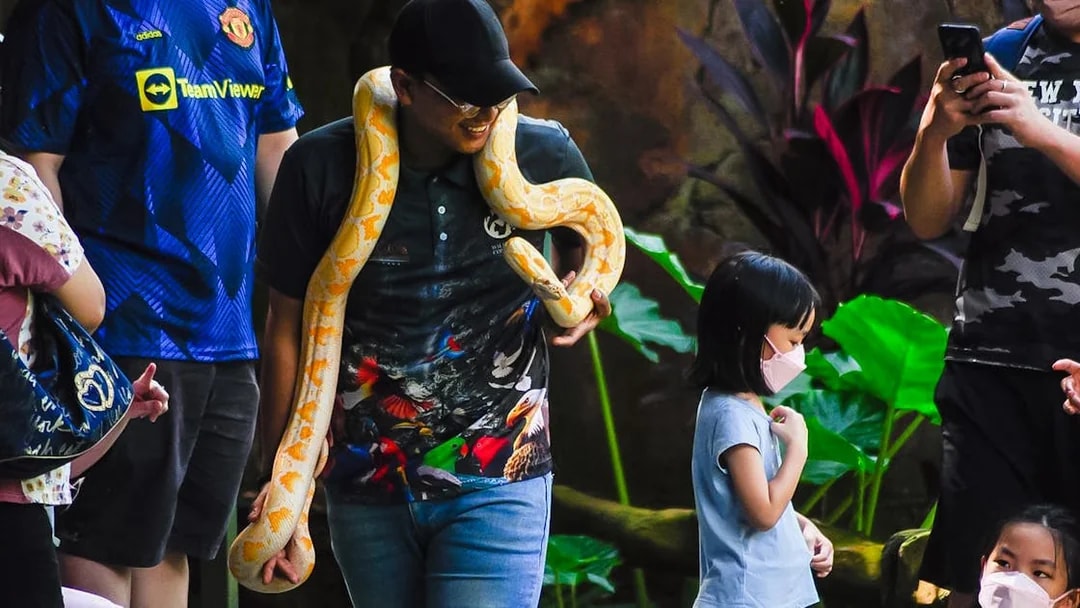 Man holding a large snake at Zoo Melaka, surrounded by visitors.