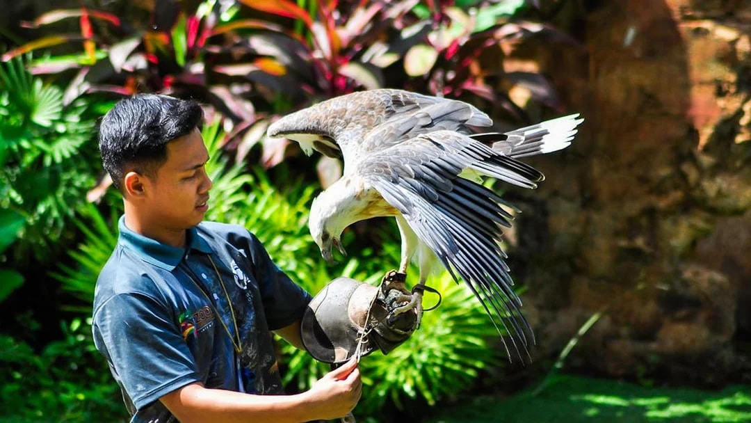 Zookeeper handling a bird of prey at Zoo Melaka.