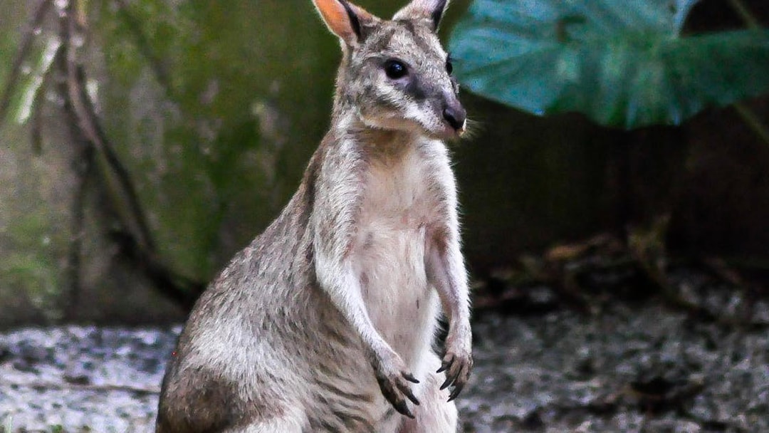 Wallaby at Zoo Melaka exhibit, part of Combo: Zoo Melaka + Melaka Crocodile Park tickets.