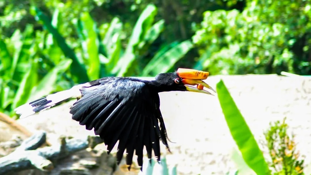 Hornbill in flight at Zoo Melaka, Malaysia.