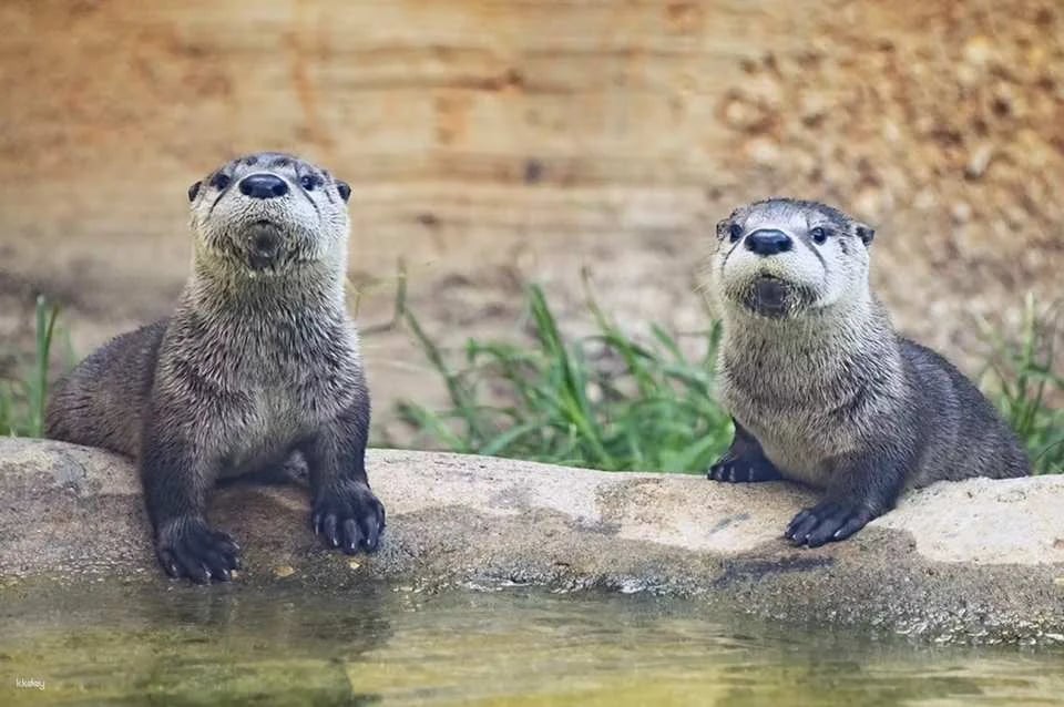 Zoo Miami Skip The Line Ticket | Florida