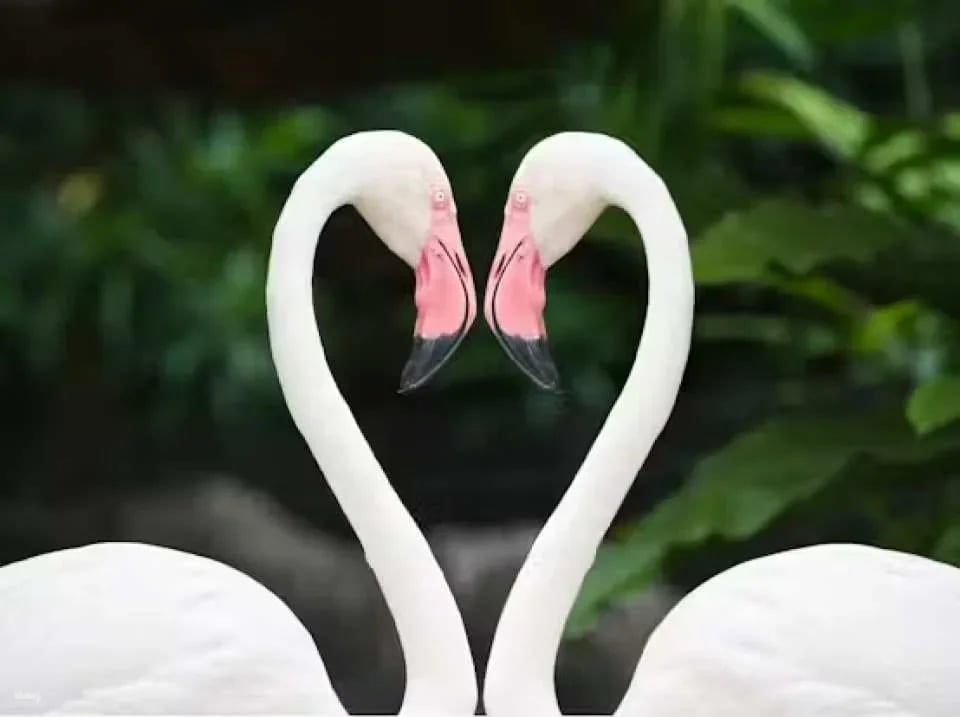 Zoo Miami Skip The Line Ticket | Florida