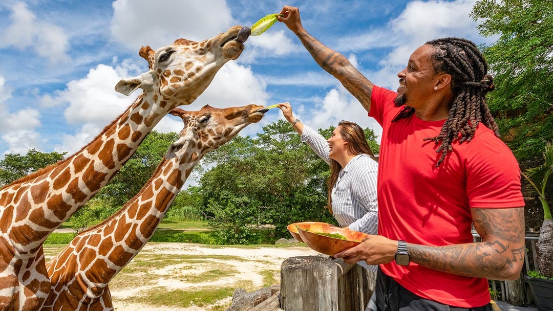 Visitors feeding giraffes at Zoo Miami.