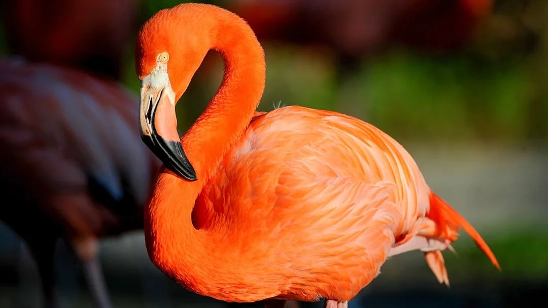 Flamingo at Zoo Miami exhibit.