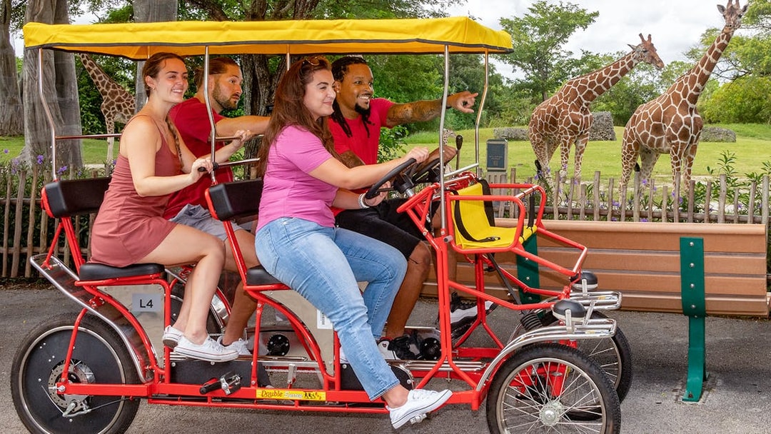 Guests riding Safari Cycle at Zoo Miami with giraffes in the background.