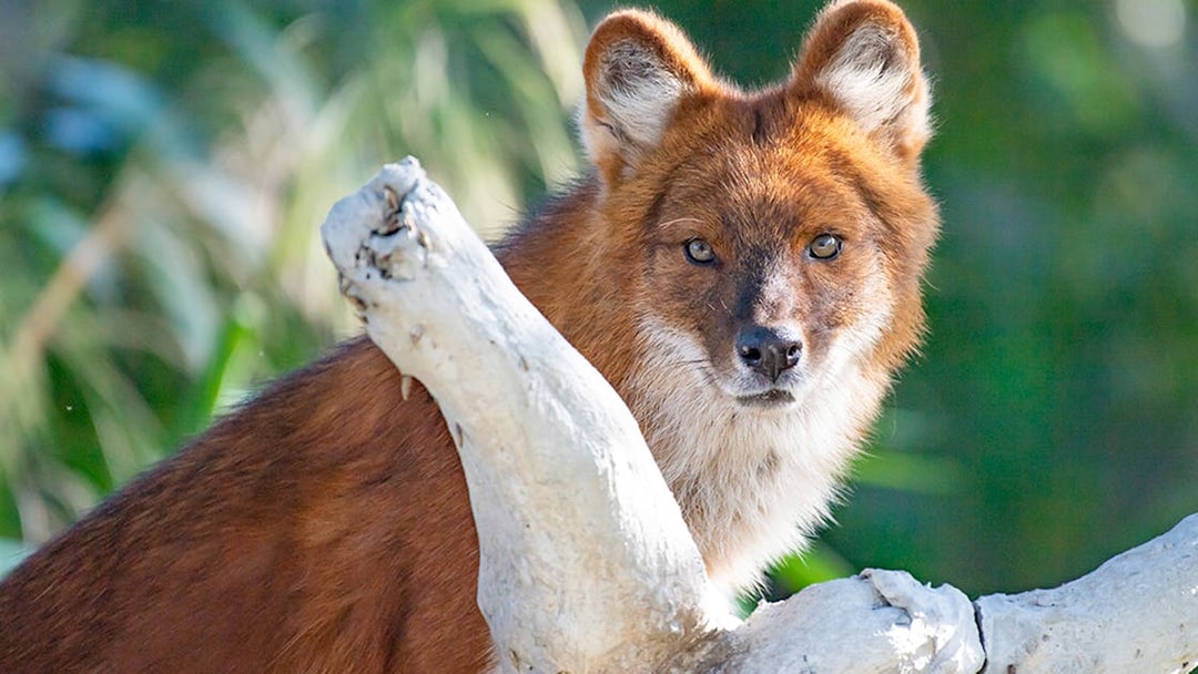 Dhole standing behind a branch at Zoo Miami.