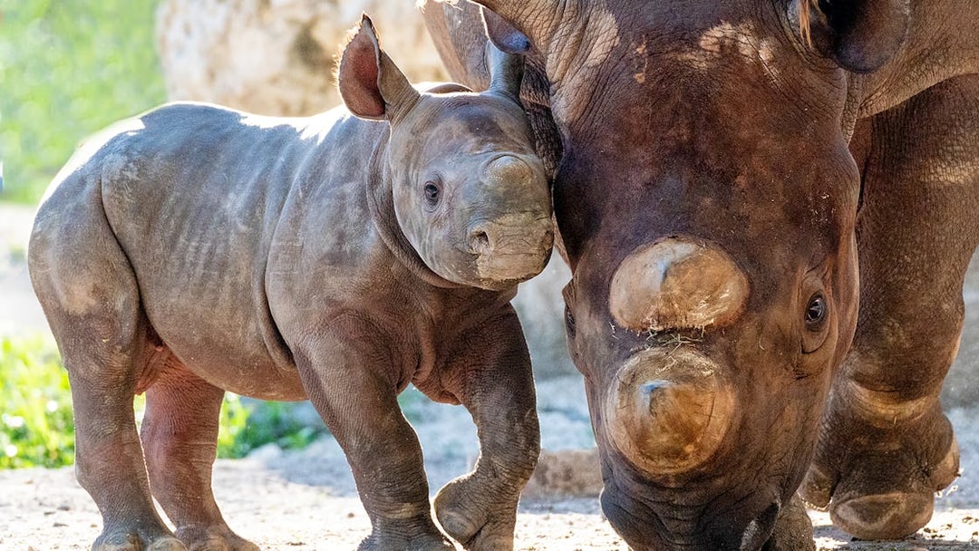 Baby and adult rhinoceros at Zoo Miami exhibit.